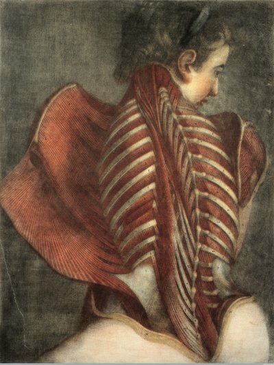 Muscles of the Back in a Female by after Gautier Dagoty
